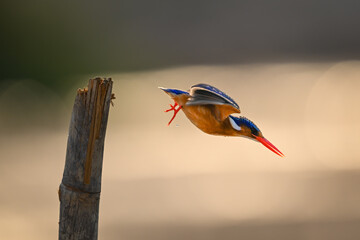 Malachite kingfisher taking off from bamboo pole