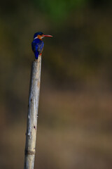 Malachite kingfisher turning head on tilting post