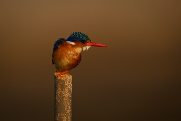 Malachite kingfisher twists round on bamboo post