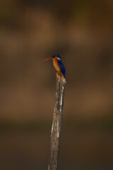 Malachite kingfisher with catchlight on leaning post