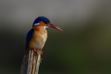 Malachite kingfisher turns head on leaning post