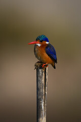 Malachite kingfisher watching camera from wood post