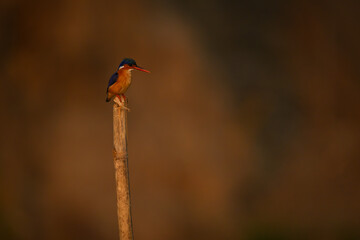 Malachite kingfisher watches camera on bamboo post