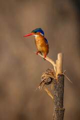 Malachite kingfisher watches from peeling marker post