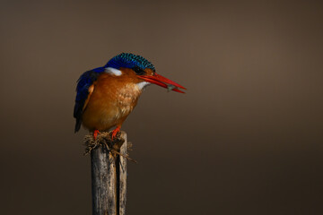 Malachite kingfisher with insect on cracked post