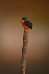 Malachite kingfisher watches camera on wooden post