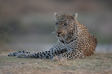 Male leopard lies in grass on riverbank