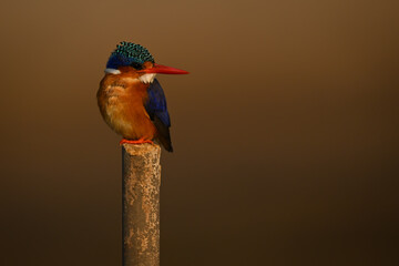 Malachite kingfisher turning head on marker pole