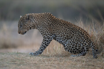 Male leopard gets up on short grass