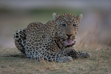 Male leopard lies extending tongue on grass