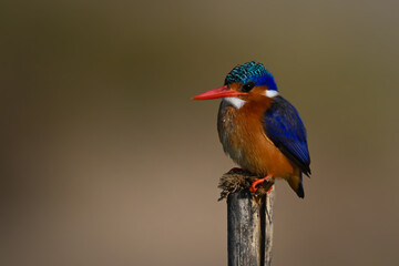Malachite kingfisher watches camera from wood post