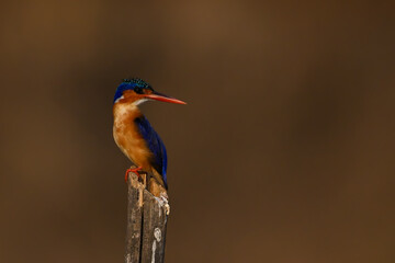 Malachite kingfisher turns head on split post