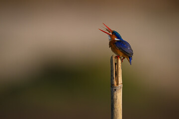 Malachite kingfisher tossing bug on wood post