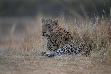 Male leopard lies in grass looking round