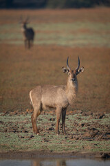 Male common waterbuck stands on muddy floodplain