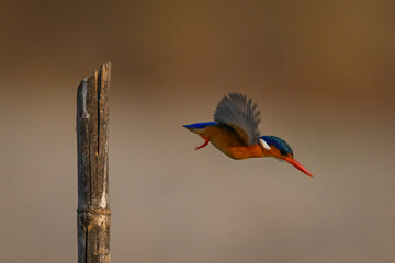 Malachite kingfisher taking off from split post