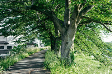 桜並木の新緑