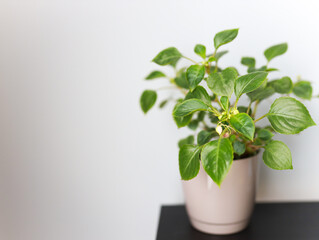 Potted Indoor Plant on a Table With Bright Green Leaves