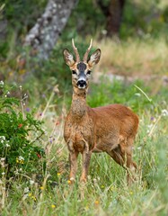 Fototapeta premium Roe Deer in Meadow
