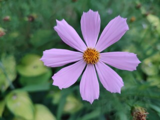 Obraz premium Summer flowers. Cosmos. The beauty of nature.