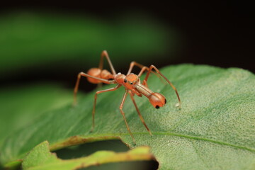 A close-up of the ant-mimicking spider Myrmarachne plataleoides, a remarkable jumping spider species that perfectly imitates red weaver ants to evade predators. 