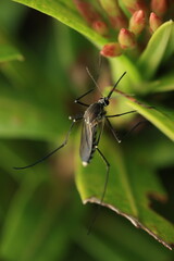The mosquito (Aedes or Culex) belongs to the family Culicidae. It has a slender dark body, thin transparent wings, and a long proboscis for feeding on blood or nectar. 