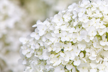 Small white flowers close-up as background 