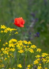 Obraz premium Closeup of red poppy flower and yellow common ragwort wildflowers in the field 