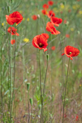 Obraz premium A close-up selective focus shot of vibrant red poppies blooming in a green summer meadow with a softly blurred background.