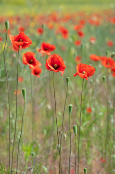 Closeup of red poppy flower wildflowers in the field