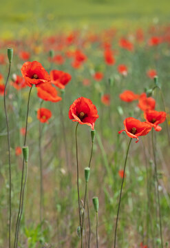 A close-up selective focus shot of vibrant red poppies blooming in a green summer meadow with a softly blurred background.
