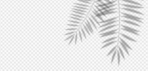 Tropical palm shadow with sunlight blur on wall. Decorative foliage overlay vector for summer template, exotic presentation, spring nature background or creative mockup.