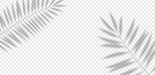 Exotic palm and olive leaf shadow texture on light wall. Soft tropical foliage overlay vector for abstract decoration, creative design, summer pattern or realistic background.