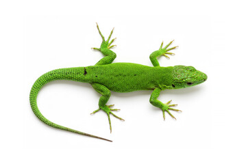 Fototapeta premium Lizard isolated on white background