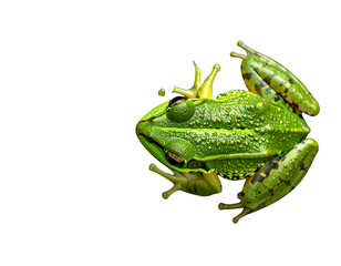 Green Frog on Lotus Leaf with Water Droplets PNG