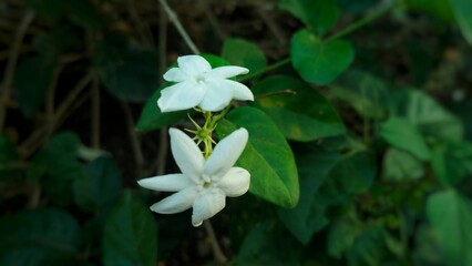 White jasmine flowers in bloom, close-up of flower heads.