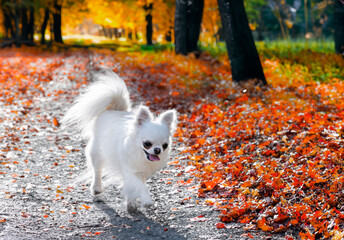 Fototapeta premium chihuahua in nature