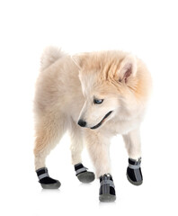 Naklejka premium Pomsky in studio