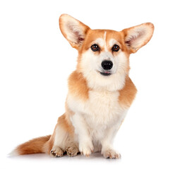 Pembroke Welsh Corgi