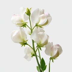 Fototapeta premium Close-up of delicate white sweet peas with hints of pink