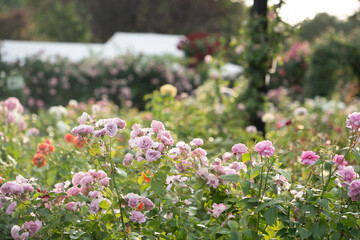 バラ園