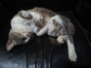 A cute gray kitten peacefully sleeping.