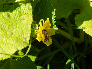 Honeybee Pollinating a Yellow Cucumber Flower