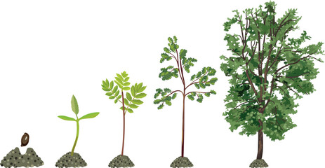 Fototapeta premium Life cycle of abstract deciduous tree. Growth stages from seed and sprout to old tree and green crown isolated on white background 