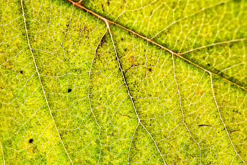 yellow autumn leaf close-up