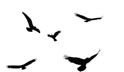 Obraz premium Silhouette flock of birds soaring gracefully against a bright sky