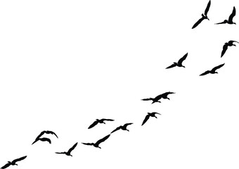 Flock of birds flying in silhouette against a bright sky
