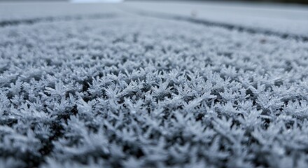 Obraz premium Close up of ice crystals resembling tiny plants or ferns on a dark surface