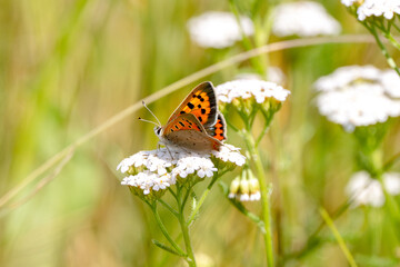 Butterfly Sitting On Grass