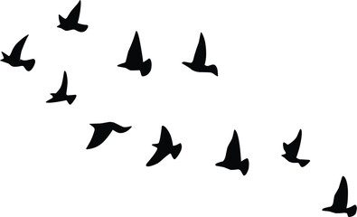 Flock of birds flying in formation across a clear sky, symbolizing freedom and migration.